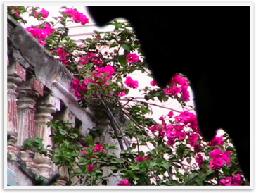 Img_5331 Img_5331