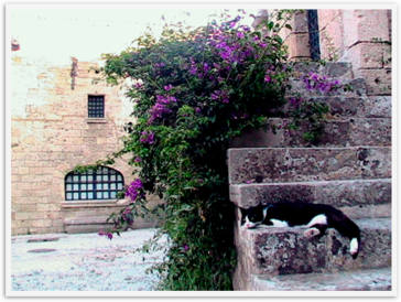 Img_9706 Img_9706